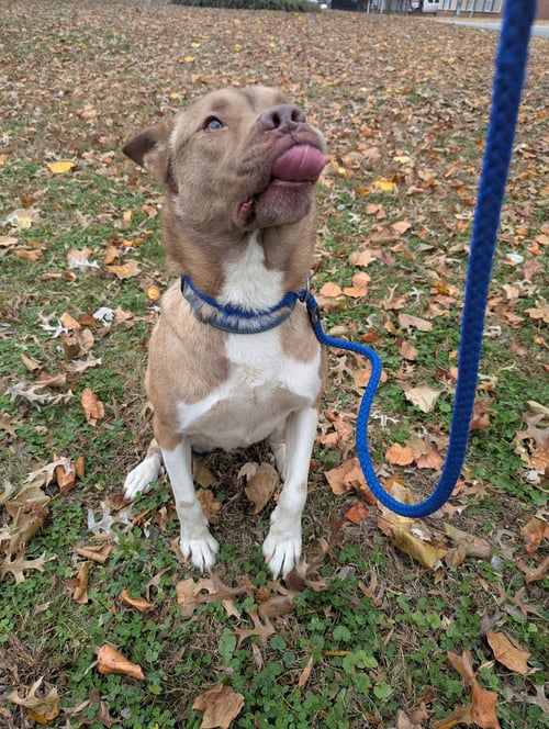 ACE - Husky / American Pit Bull Terrier available for adoption