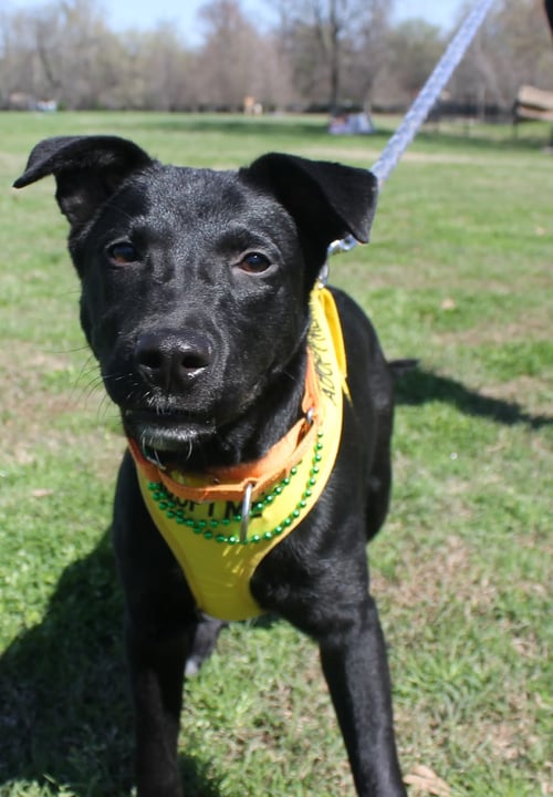 MARLO - Labrador Retriever available for adoption
