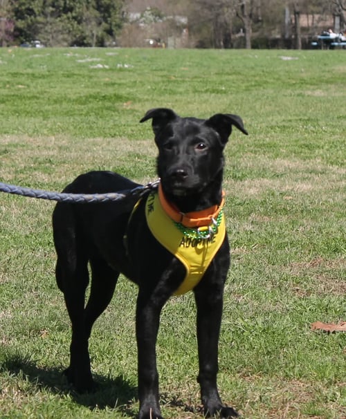 MARLO - Labrador Retriever available for adoption