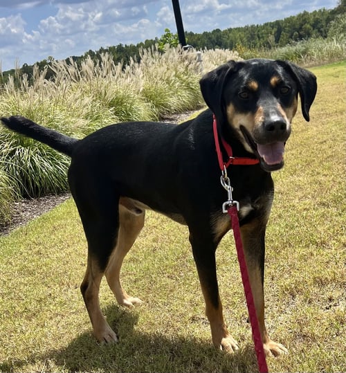 KODA - Rottweiler / Labrador Retriever available for adoption