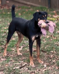 Koda - Photo 7