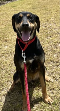 Koda - Photo 1