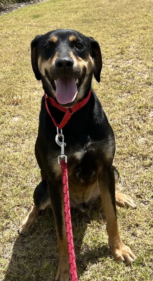 KODA - Rottweiler / Labrador Retriever available for adoption