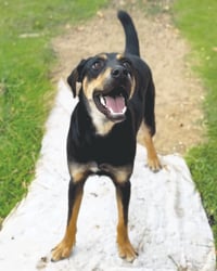Koda - Photo 5