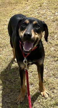 Koda - Photo 3