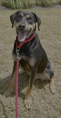 Koda - Photo 4