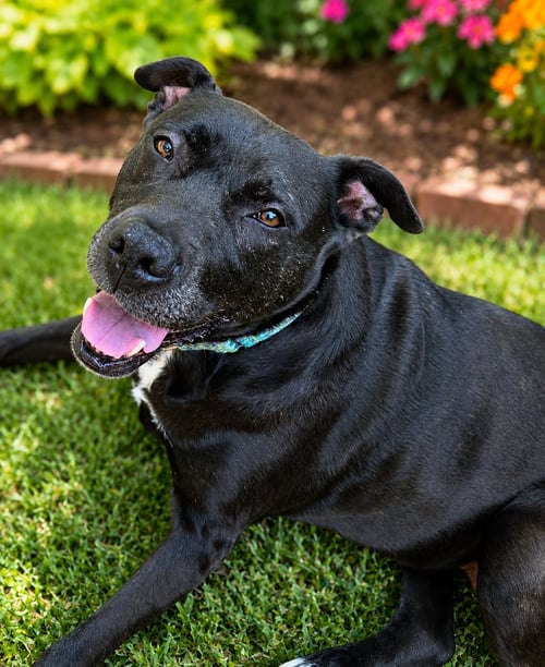ADDIE - Pit Bull Terrier available for adoption