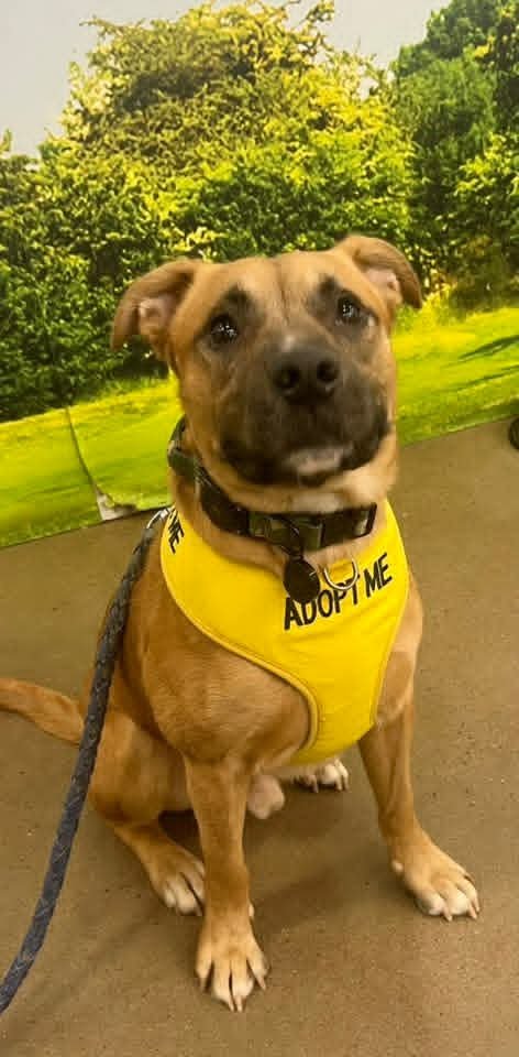 TODD - Labrador Retriever available for adoption