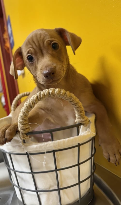 LAKE - Chihuahua / Terrier available for adoption