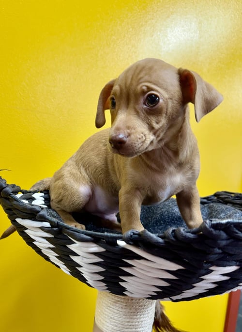 LAKE - Chihuahua / Terrier available for adoption