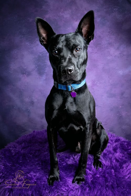 DANTE - German Shepherd Dog / American Pit Bull Terrier available for adoption
