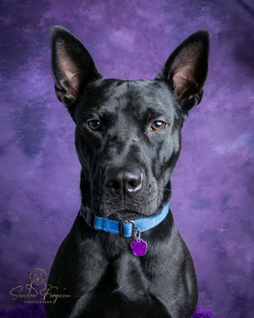 DANTE - German Shepherd Dog / American Pit Bull Terrier available for adoption