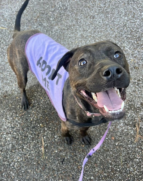 PATSY CLINE - Labrador Retriever available for adoption