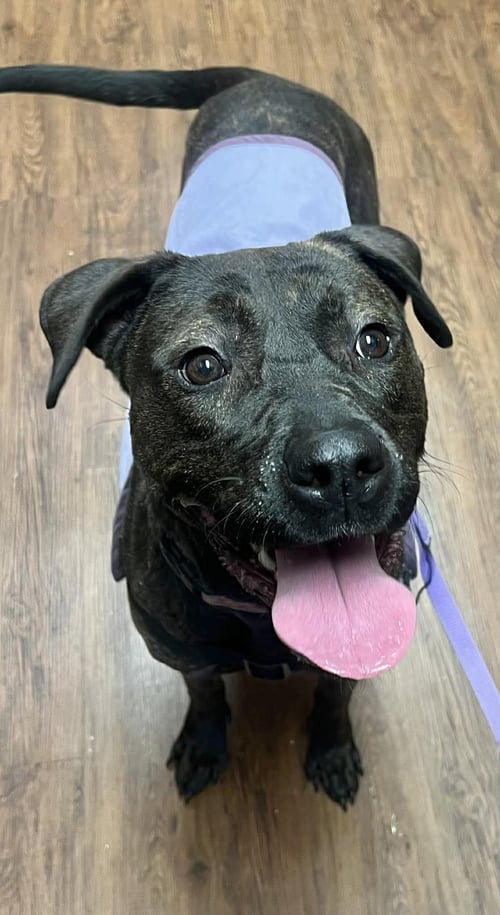 PATSY CLINE - Labrador Retriever available for adoption