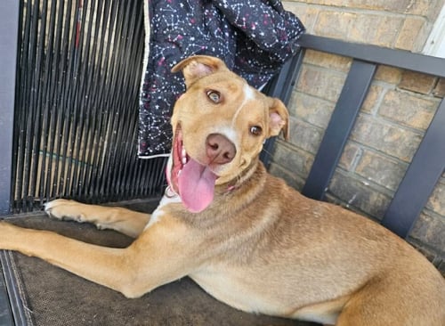 ANNA - American Pit Bull Terrier / Labrador Retriever available for adoption