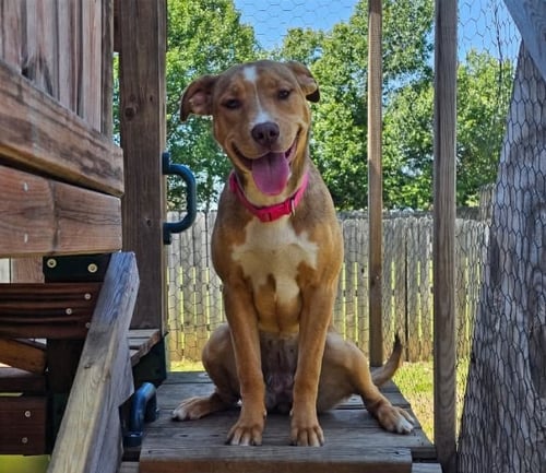 ANNA - American Pit Bull Terrier / Labrador Retriever available for adoption