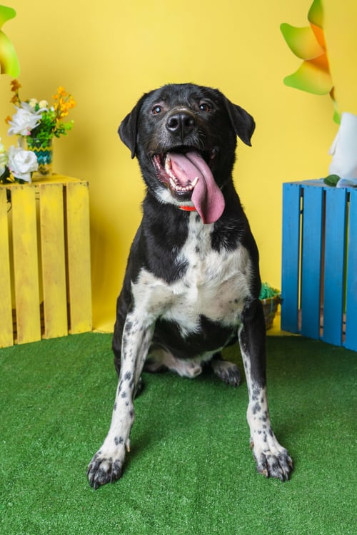 BIGGIE - Black Labrador Retriever / Australian Cattle Dog/Blue Heeler available for adoption