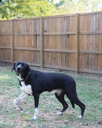 Biggie - Photo 5