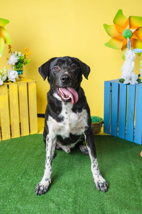 BIGGIE - Black Labrador Retriever / Australian Cattle Dog/Blue Heeler available for adoption