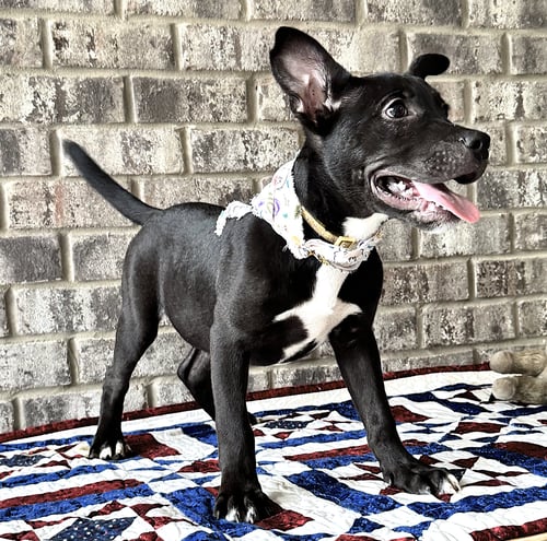 NIBS - Catahoula Leopard Dog / Bulldog available for adoption