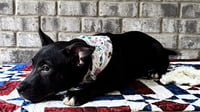 Nibs - Photo 10