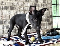 Nibs - Photo 8
