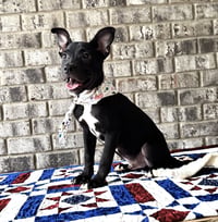 Nibs - Photo 11