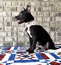 Nibs - Photo 12