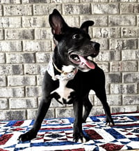 Nibs - Photo 4