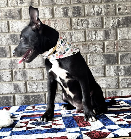 NIBS - Catahoula Leopard Dog / Bulldog available for adoption
