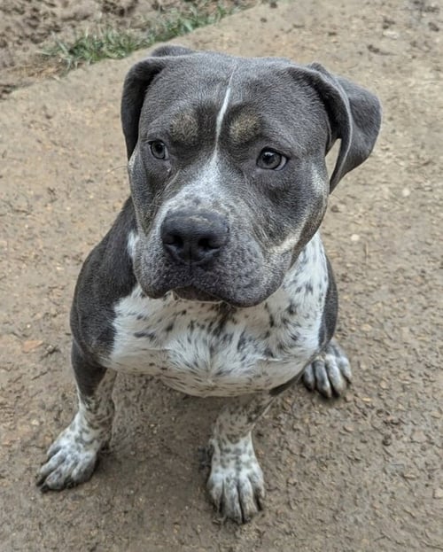 SHELLY - American Pit Bull Terrier / Australian Cattle Dog/Blue Heeler available for adoption