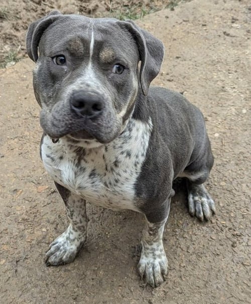 SHELLY - American Pit Bull Terrier / Australian Cattle Dog/Blue Heeler available for adoption