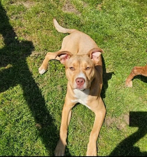 ELSA - Unknown available for adoption