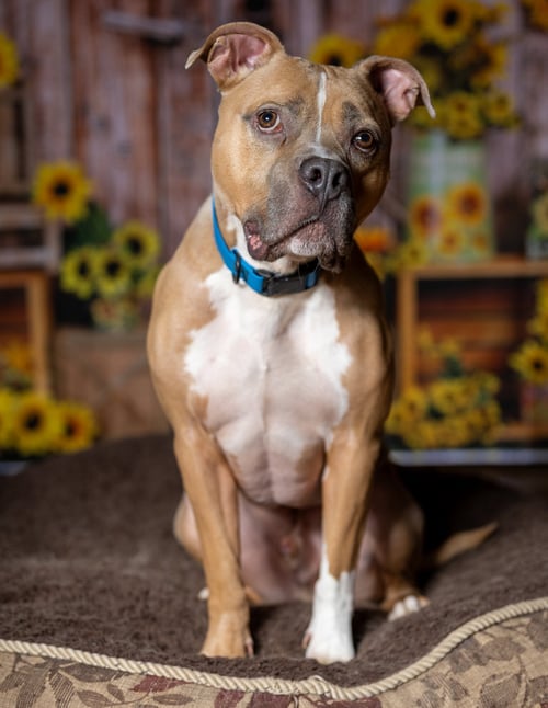 MILLER - Pit Bull Terrier available for adoption