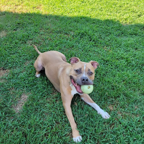 MILLER - Pit Bull Terrier available for adoption