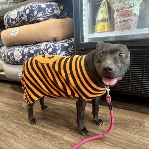 INDIE - Labrador Retriever available for adoption