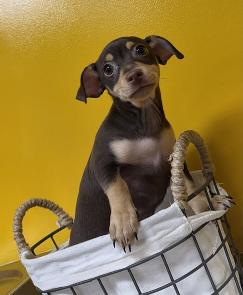 BELLE - Chihuahua / Terrier available for adoption