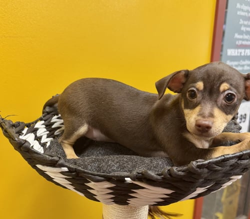 BELLE - Chihuahua / Terrier available for adoption