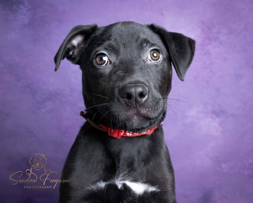 SLIGHTLY - Catahoula Leopard Dog / Bulldog available for adoption