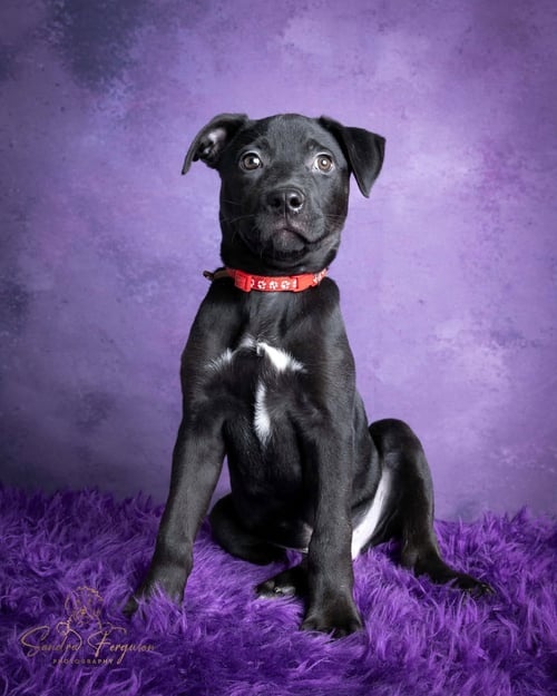 SLIGHTLY - Catahoula Leopard Dog / Bulldog available for adoption
