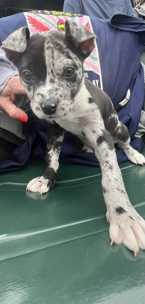 TINKERBELL - Catahoula Leopard Dog / Bulldog available for adoption