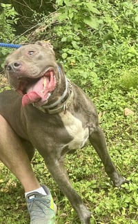 Kingston needs foster home (See Video) - Photo 4