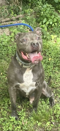 Kingston needs foster home (See Video) - Photo 1