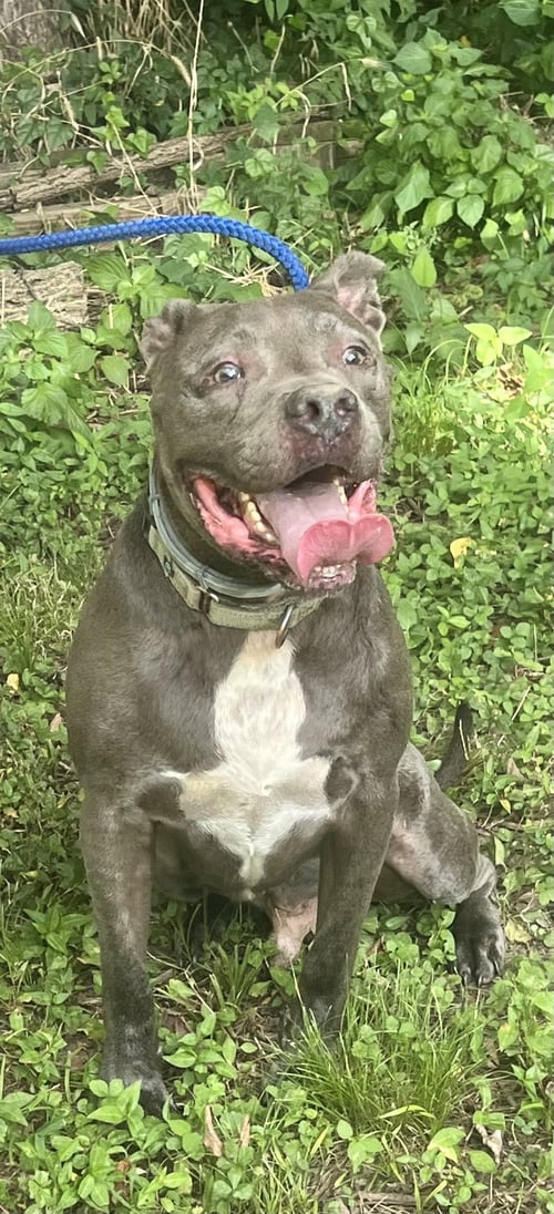 KINGSTON NEEDS FOSTER HOME (SEE VIDEO) - American Pit Bull Terrier / American Staffordshire Terrier available for adoption