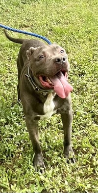 Kingston needs foster home (See Video) - Photo 2
