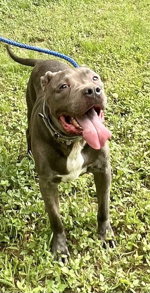 KINGSTON NEEDS FOSTER HOME (SEE VIDEO) - American Pit Bull Terrier / American Staffordshire Terrier available for adoption