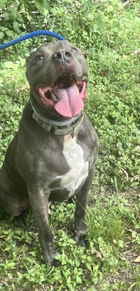 Kingston needs foster home (See Video) - Photo 5