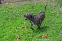 Kingston needs foster home (See Video) - Photo 9