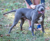Kingston needs foster home (See Video) - Photo 6