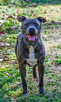 Kingston needs foster home (See Video) - Photo 7